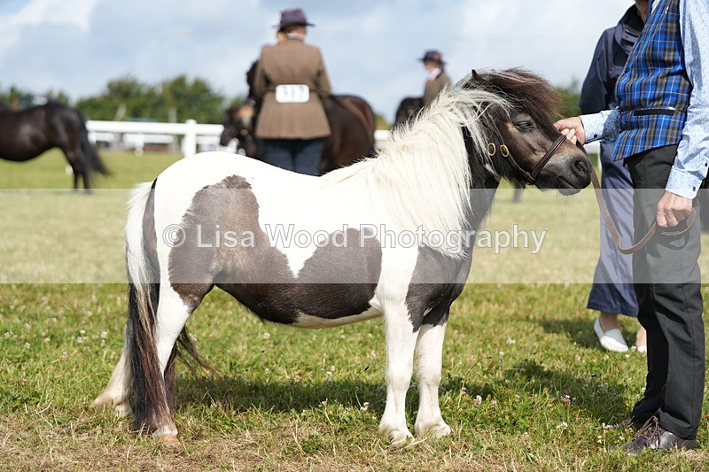 DSC05346 - Class 49: NPS Shetland 4 years and over