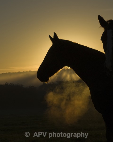 Morning Sun. - Horses'n'Ponies