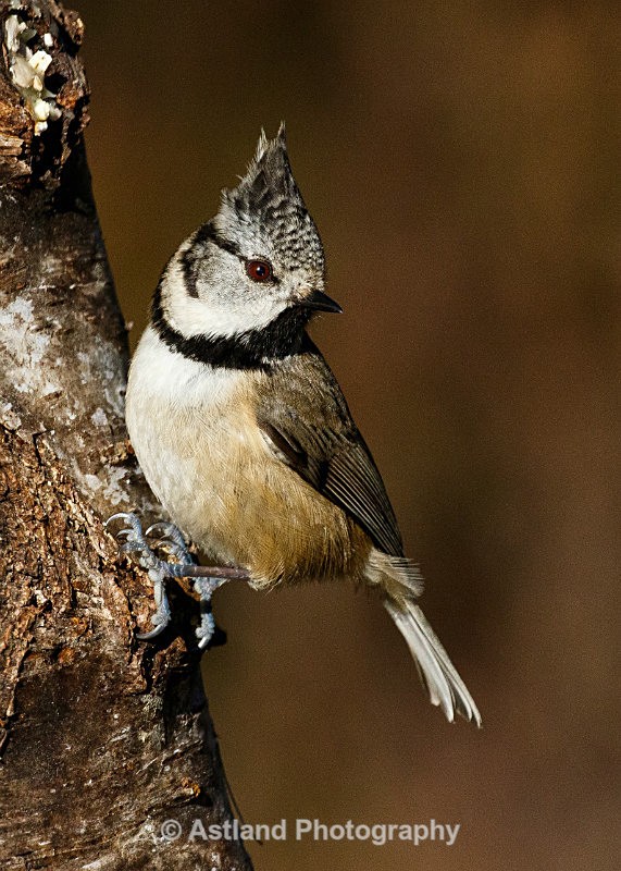 Astland Photography, Bird and Wildlife Images, Susan and Peter Wilson, U.K.
