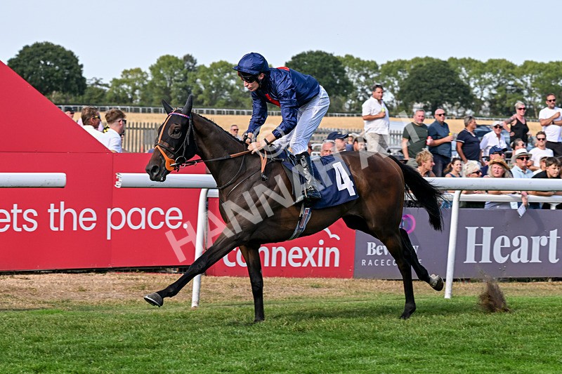 130826-Race 5-Wardlaw-9487 - Race 5 16.15pm Middle Distance Handicap