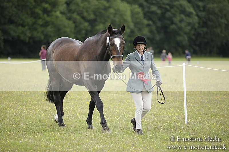 BVR160717-1082 - In Hand Championship 16/07/17