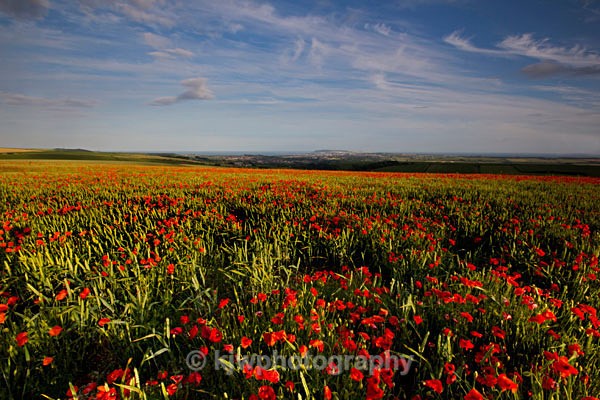 jurassic poppies