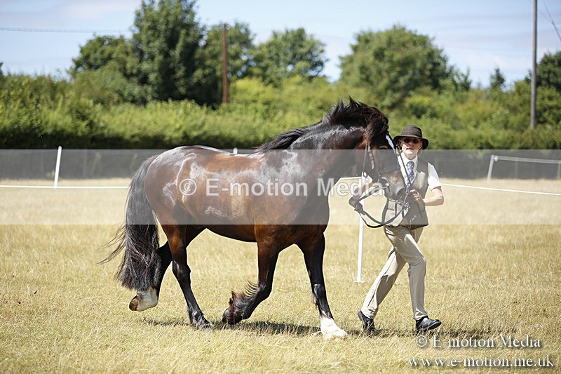 _C7A0052 - BVRC Sow 2018 Ring 2