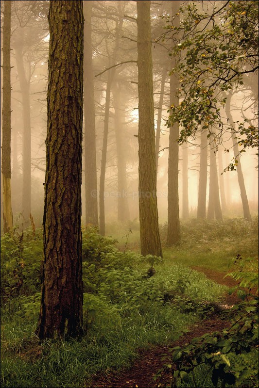 Woodland Mist - Photographs of Woodland & Rivers