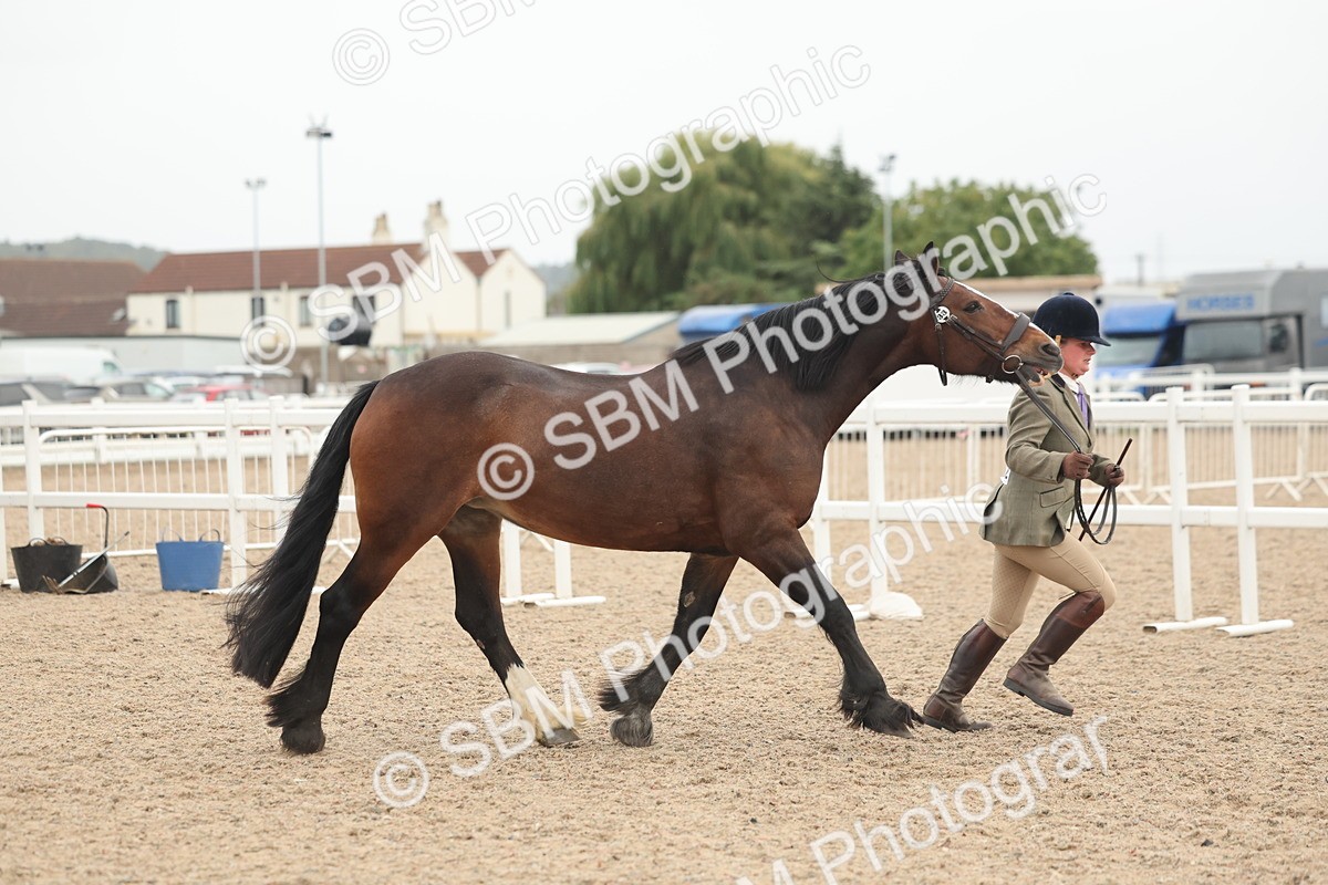 SBM_19781 - Class 318 - IH Part Bred Horse-Pony