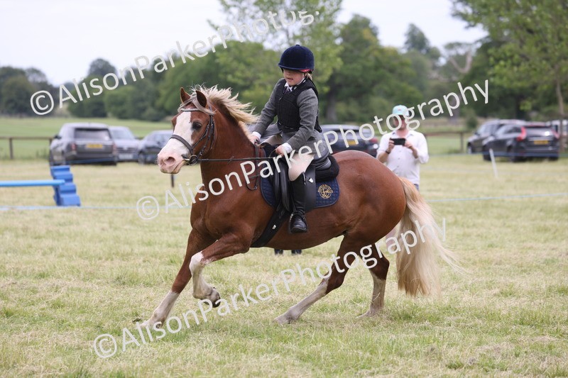 20260614-3102 - Class 22 - Open Working Hunter