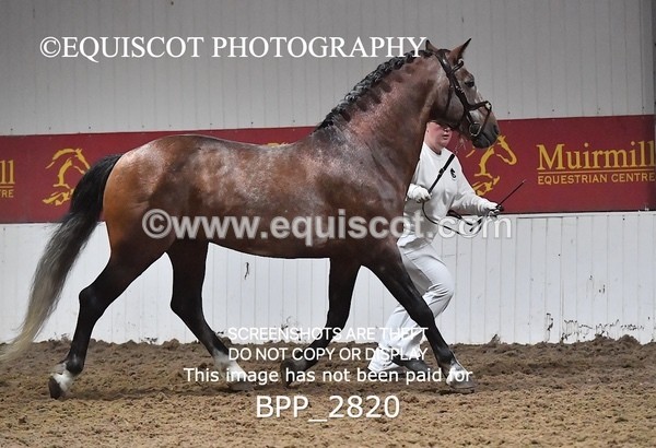 BPP_2820 - LOOSE JUMPING / SPSS