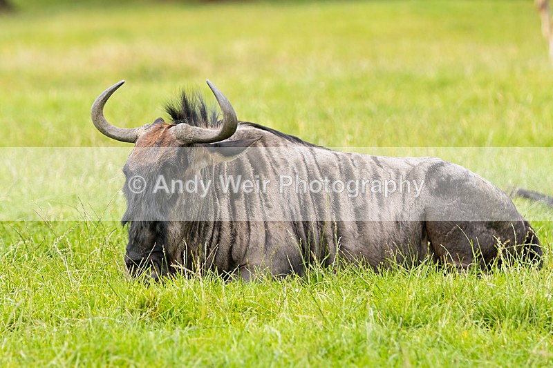 20150725-8E0A0217 - Captive Animals