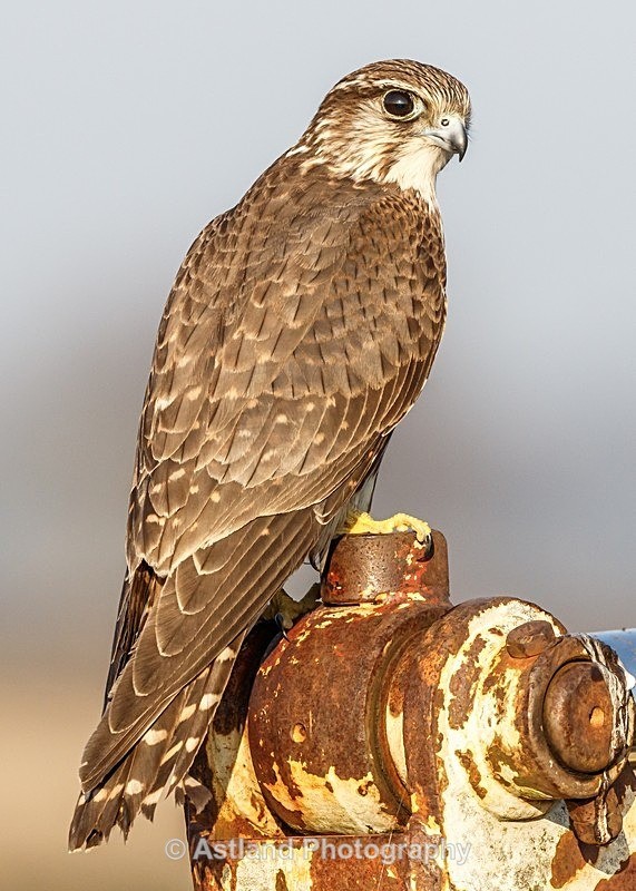 Astland Photography, Bird and Wildlife Images, Susan and Peter Wilson, U.K.