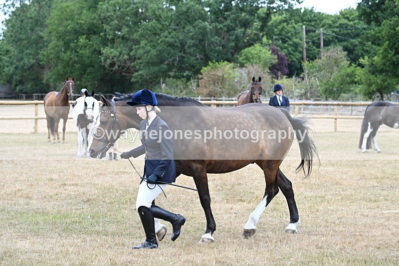 WJ7_0096 - Class 5a Most Handsome Gelding (above 14.2hh)