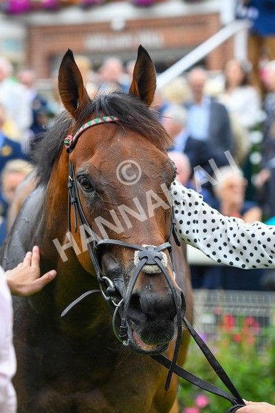 230823-Race 1-Equilateral-0280 - Race 1 1.50pm Sky Bet And Symphony Group Handicap