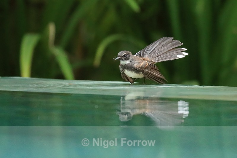 Pied Fantail with tail spread, Cambodia - Sunda Pied Fantail