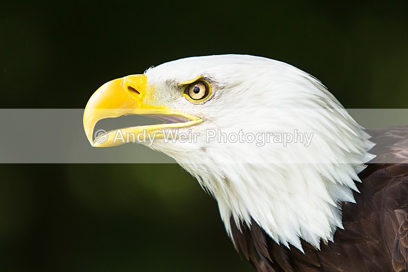 20140705-3K8A2852 - Captive Birds