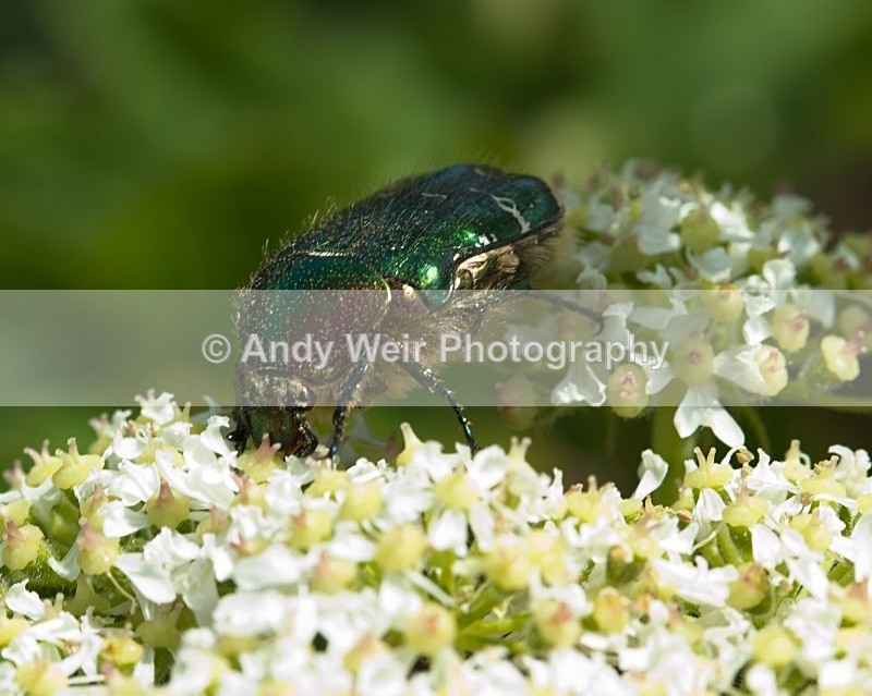 20110614-IMG_5782 - Insects