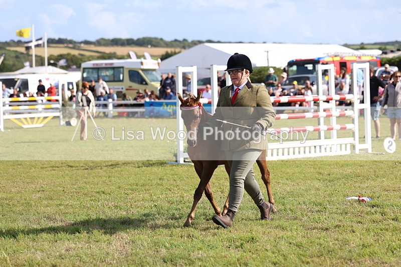 3E7A3897 - Supreme Championship