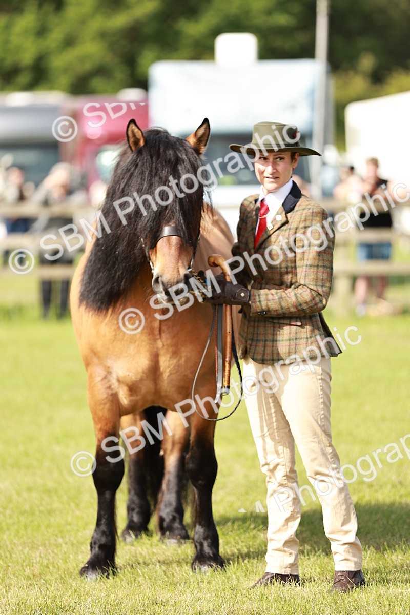 SBM_00819 - Class 14-23 - Mountain & Moorland In Hand Non Welsh