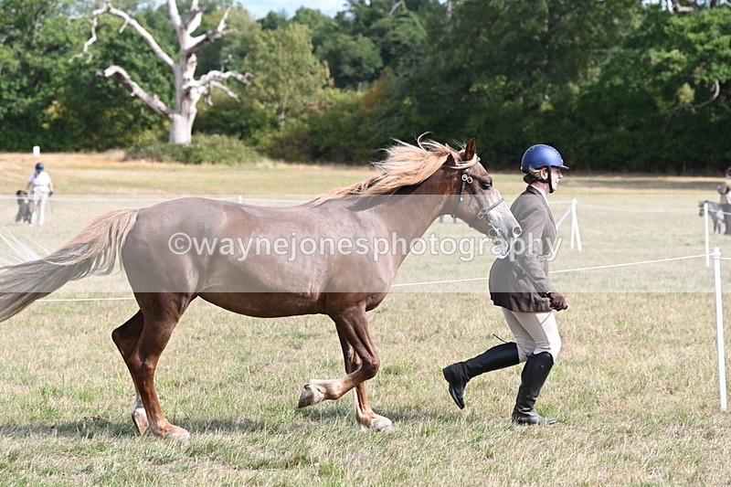 WJ6_6449 - Class 20 In-hand Cob