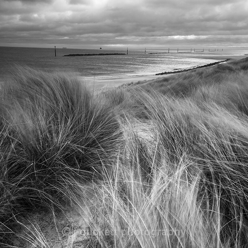  - Coastal Grasses