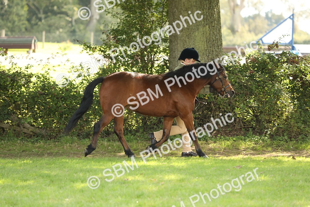 SBM_62718 - S46 - Mountain & Moorland In Hand Small Breeds