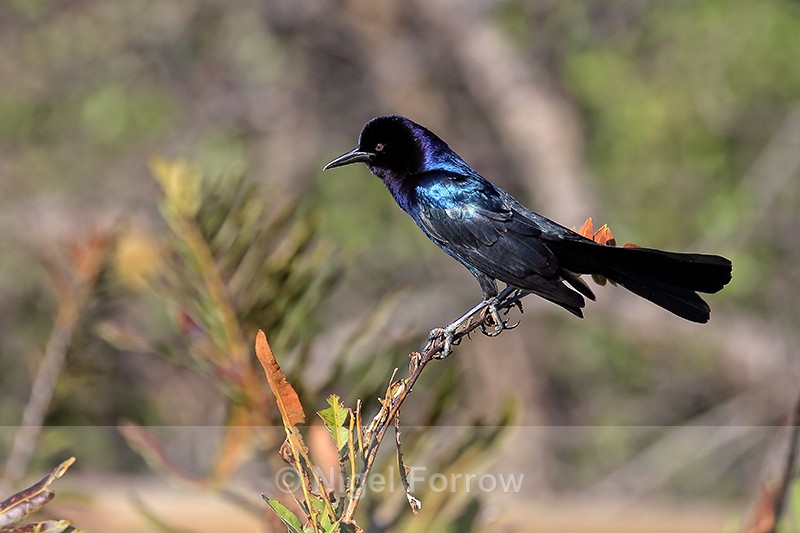 Boat-tailed Grackle, Wakodahatchee Wetlands, Florida - Boat-tailed Grackle