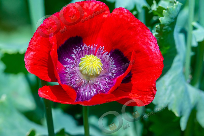 Opium poppy Papaver somniferum-6468 - Plants and trees