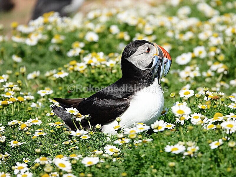 DSC00367 - Skomer 2019
