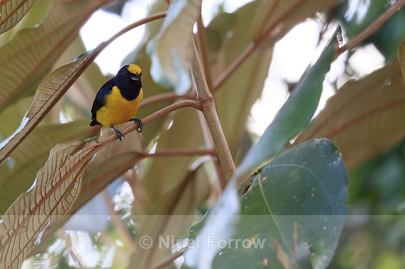 Spot-crowned Euphonia (male), Osa Peninsula, Costa Rica - Spot-crowned Euphonia