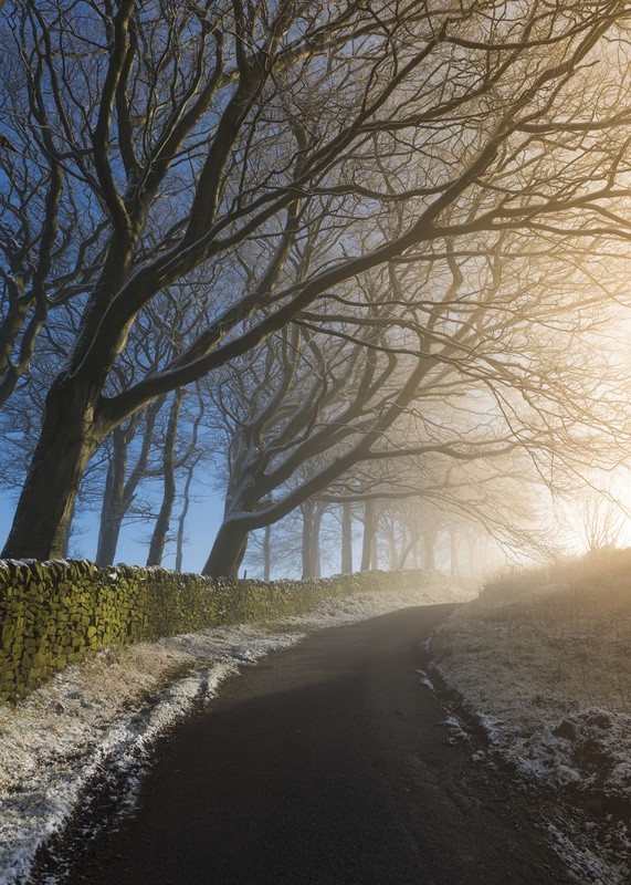 Trees on a Lane - Peak District & surrounding area
