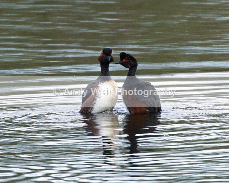 Black Necked Grebe Photograph