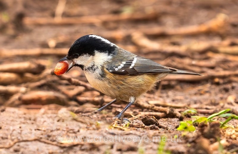 No. 0084 Coal tit - Animal world