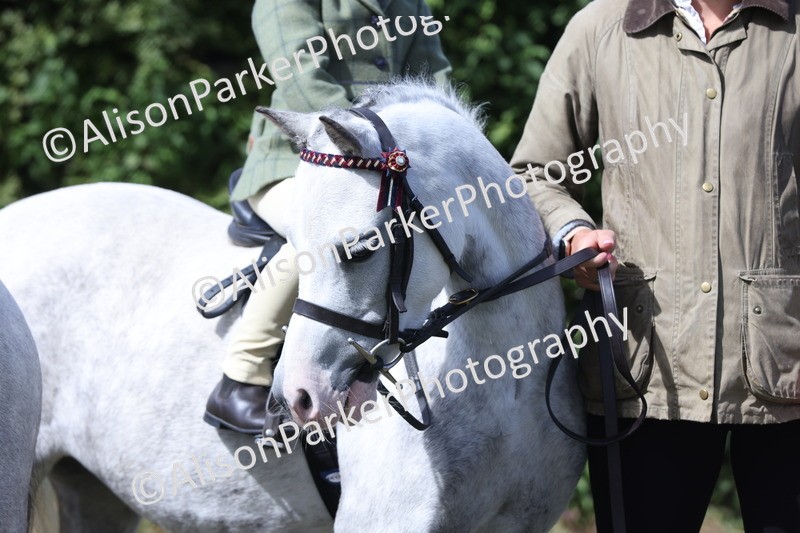 20250831-2709 - Class 17 - Lead Rein Pony