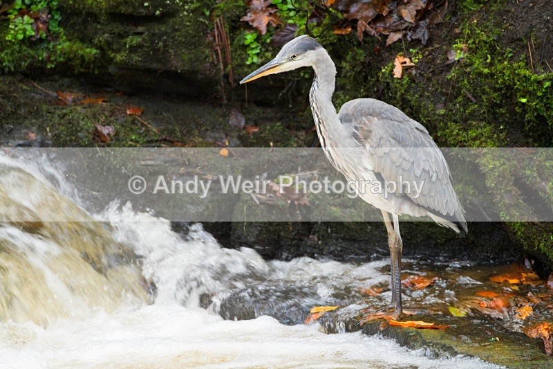 20101114-3309 - Herons & Egrets