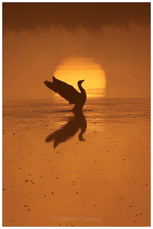Greylag Sunrise - Creative