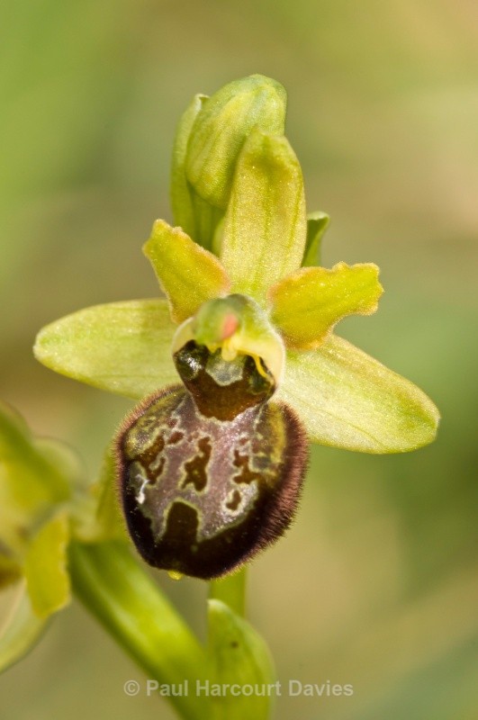 Ophrys argentaria (syn O.araneola ssp argentario) - Orchids - Ophrys