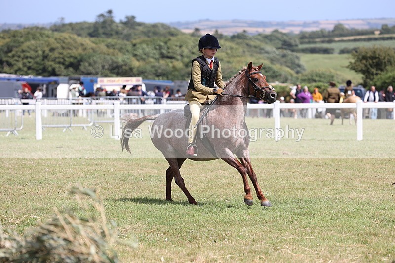 JPP_2136 - Class 19: Working Hunter 60cm