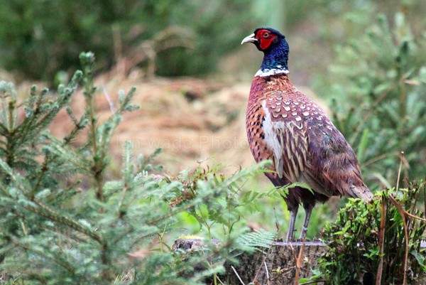 Pheasant on tree stump in Somerset - Birds, swans and gulls