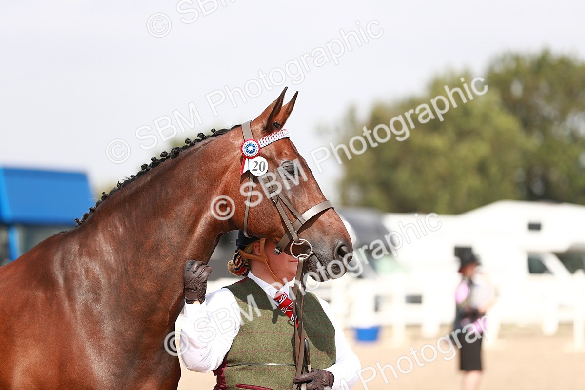 SBM_13223 - Class 208 IH Veteran Horse