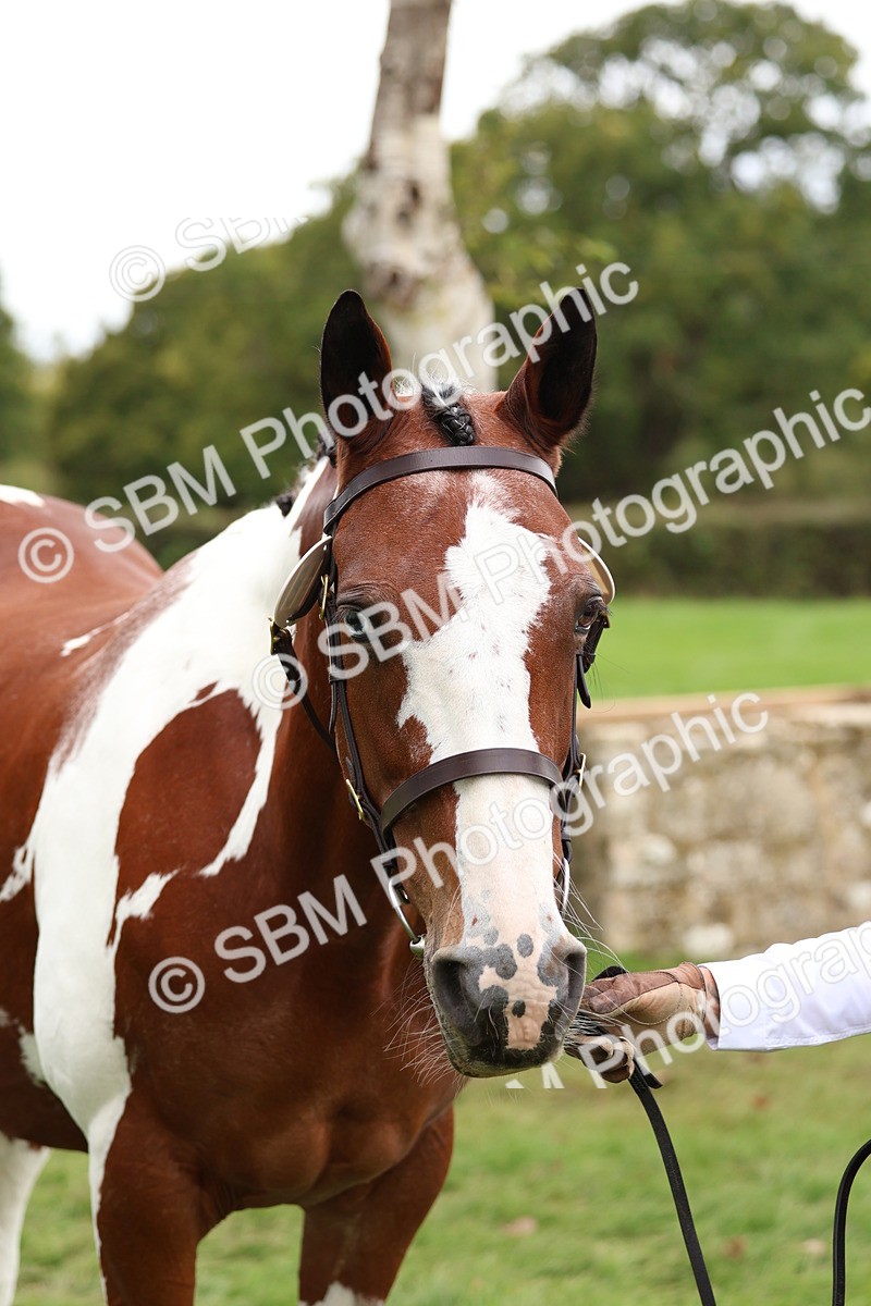 SBM_41742 - S26 - Mature Veteran In Hand