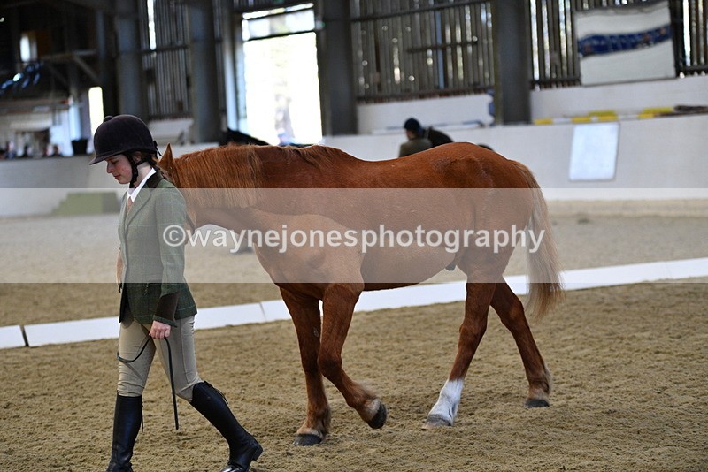 WJ5_3666 - Class 5 In Hand Veterans