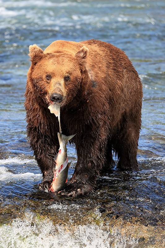 Grizzly Bear strips skin from salmon, Brooks Falls, Alaska - Brown Bear