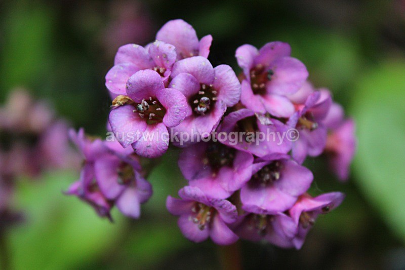 Purple Beauty - Flowers & Plants