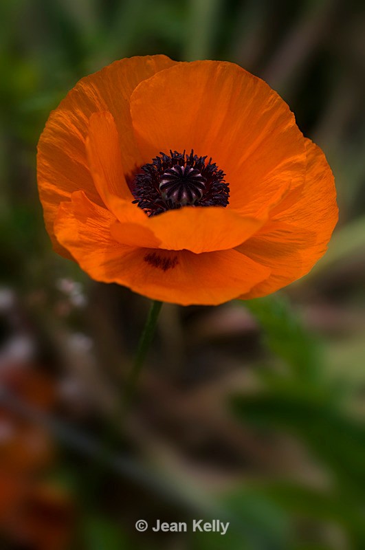 Orange flower - 5377 - Orange