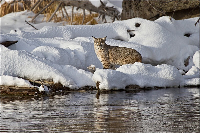 Bobcat - Yellowstone