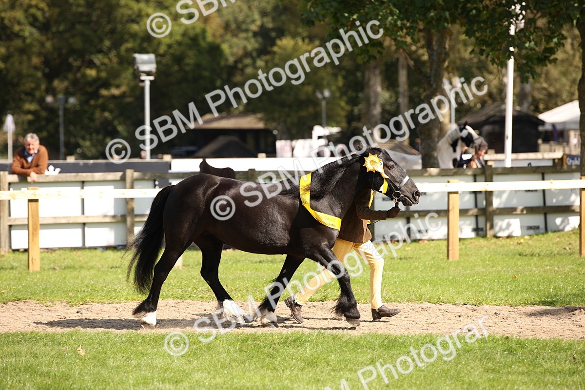SBM_40886 - Fun Showing Supreme Championship