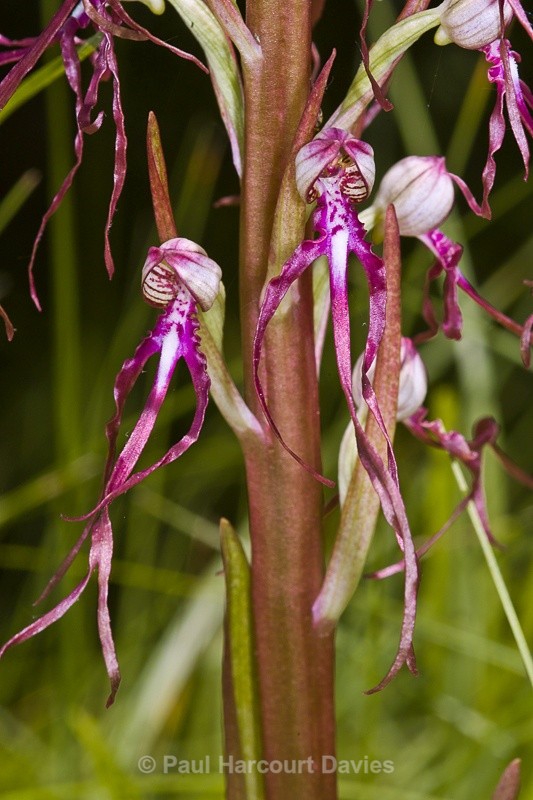  - Orchids - Various