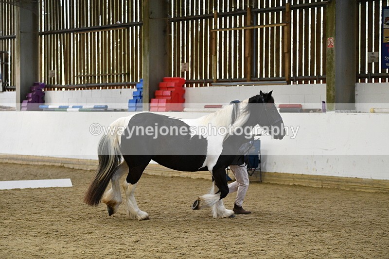 WJ5_5003 - Class 7 In hand coloured / odd coloured