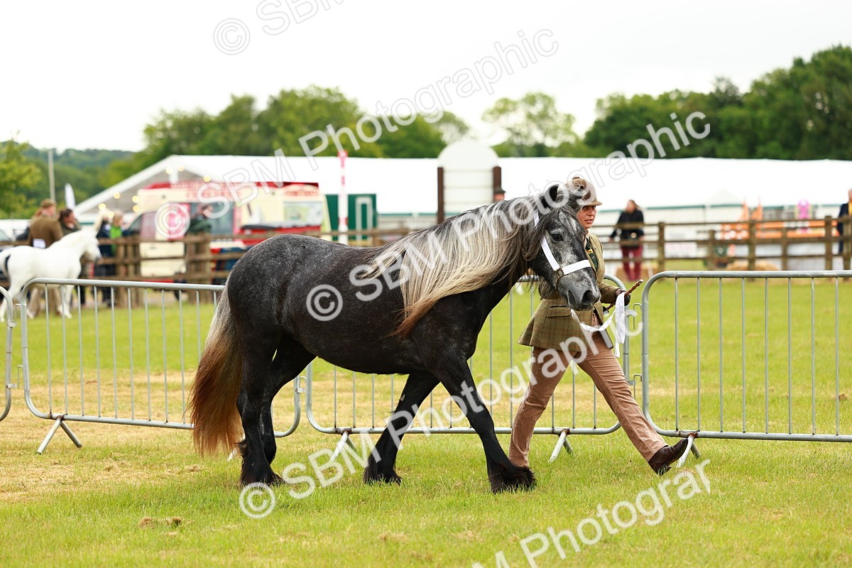 SBM_00351 - Class 58-67 - M&M Non Welsh Pony In hand