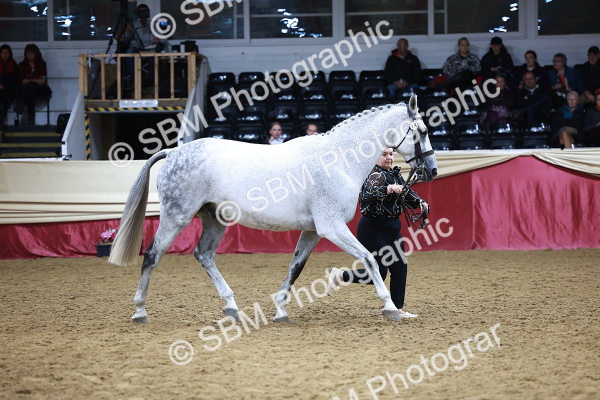 SBM_20476 - Class G - IH Large (over 148cm)Champ