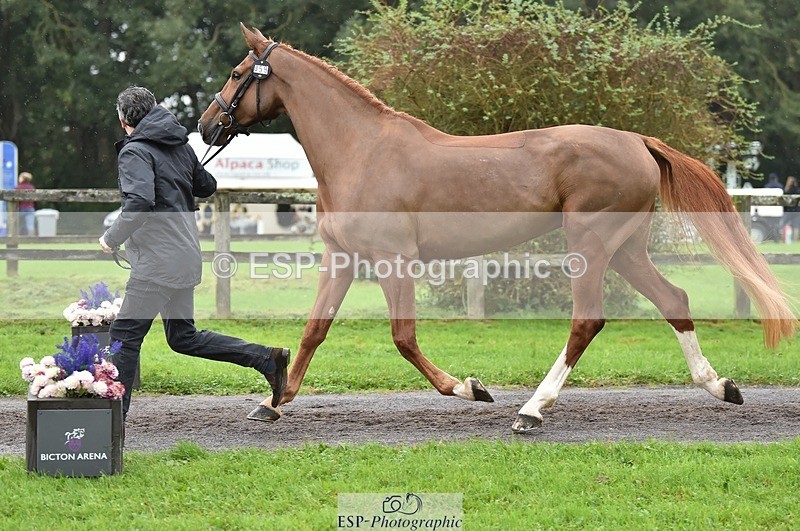 231018-124436-00487 - 059-MINNIE.MANOEUVREZ-Mark.Ford-TrotUp