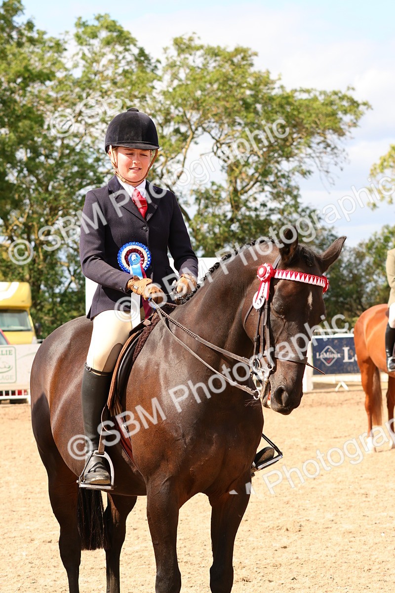 SBM_14166 - Class 213 - Ridden Hack Riding Horse